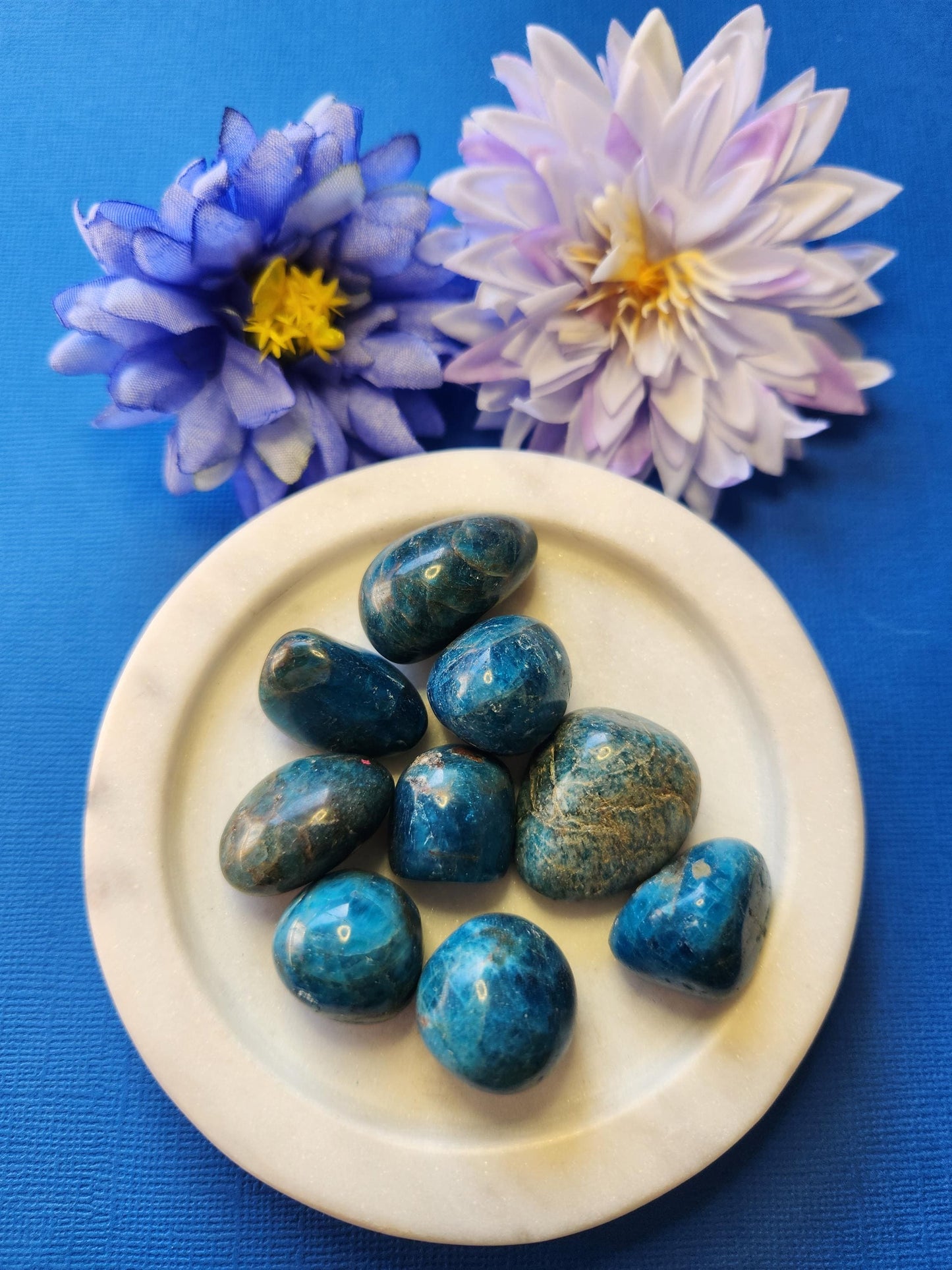 Blue Apatite tumble stones in a white dish with two flower props on a blue background, polished crystals for motivation, focus, and spiritual growth.