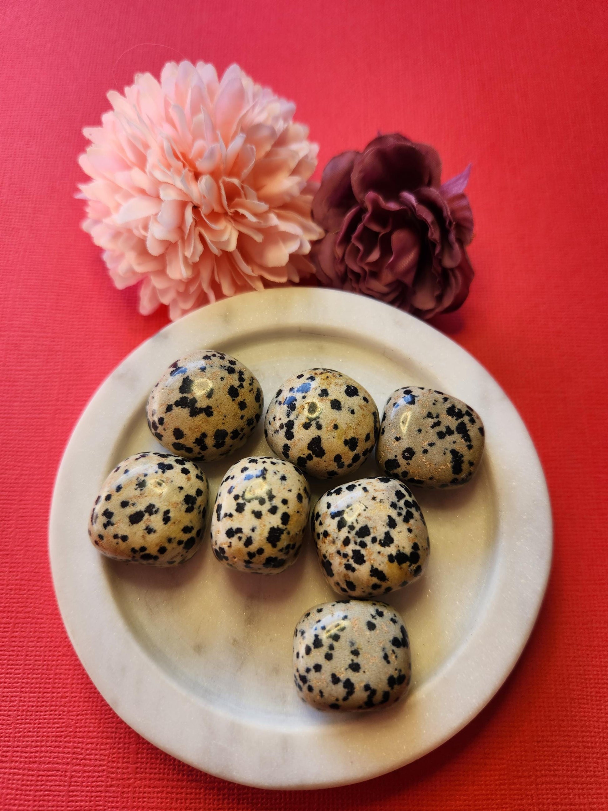 Dalmatian Jasper tumble stones in a white dish with two flower props on a red background, polished black and cream crystals for grounding, joy, and protection.