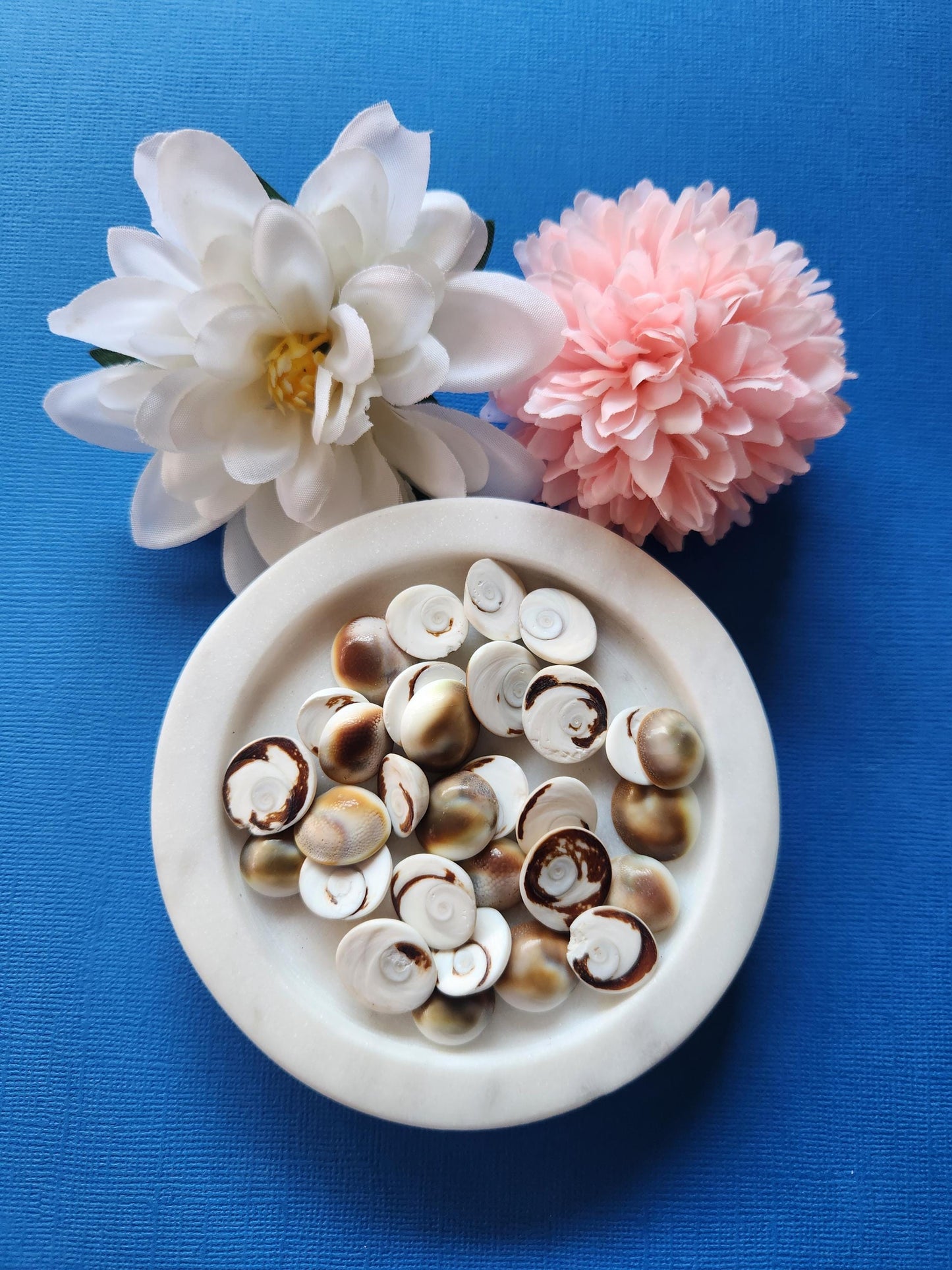 Mini Shiva Shells – Natural Operculum Sea Shells for Protection & Intuition, Small Spiral Shells, Beachy Crystal Decor, Ocean Energy