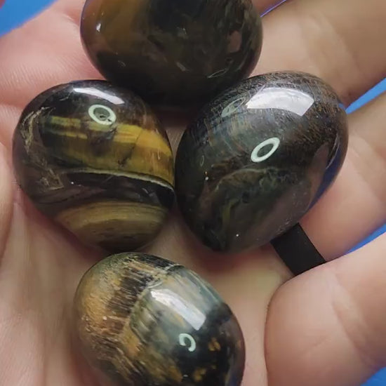 Close-up video of polished Blue and Yellow Tiger’s Eye crystal tumbles held in hand against a blue background, showcasing natural chatoyancy and vibrant golden brown and blue hues, ideal for grounding energy, confidence boosting, protective energy, meditation, chakra balancing, manifestation, spiritual crystal collections, and metaphysical décor