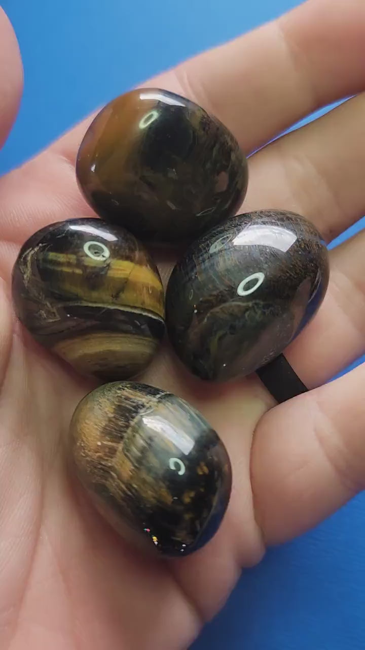 Close-up video of polished Blue and Yellow Tiger’s Eye crystal tumbles held in hand against a blue background, showcasing natural chatoyancy and vibrant golden brown and blue hues, ideal for grounding energy, confidence boosting, protective energy, meditation, chakra balancing, manifestation, spiritual crystal collections, and metaphysical décor