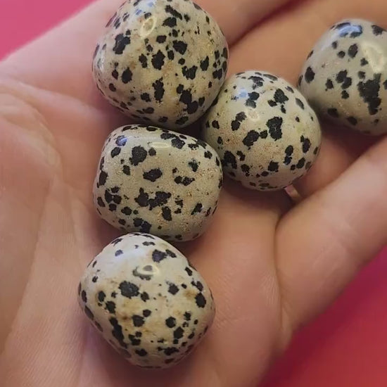 Video of a hand holding several polished Dalmatian Jasper tumbled stones against a dark pink background, showcasing their cream-colored base with black spots, smooth polished surface, and natural patterns — ideal for grounding, protection, and crystal healing.