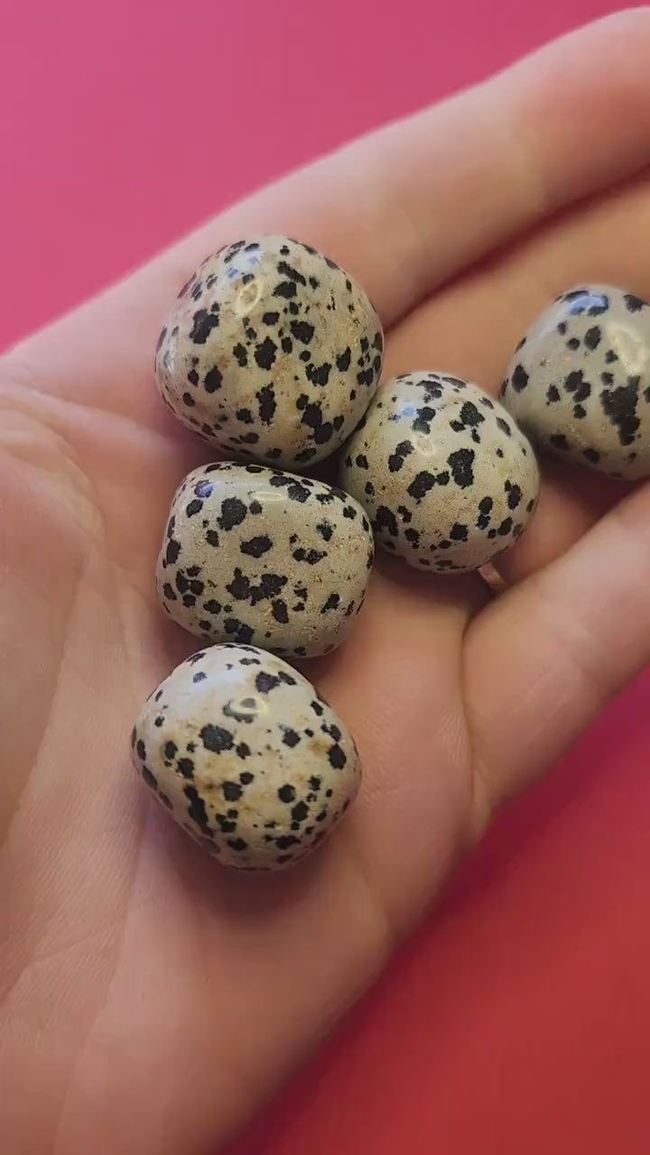 Video of a hand holding several polished Dalmatian Jasper tumbled stones against a dark pink background, showcasing their cream-colored base with black spots, smooth polished surface, and natural patterns — ideal for grounding, protection, and crystal healing.